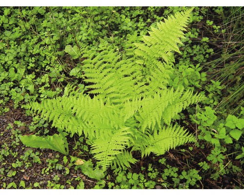 Ferigă în grădina cu flori