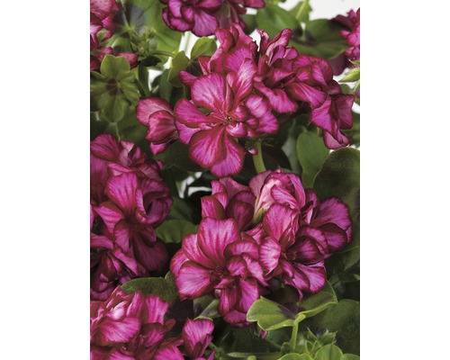 Mușcată curgătoare Pelargonium peltatum ghiveci Ø 12 cm diferite culori