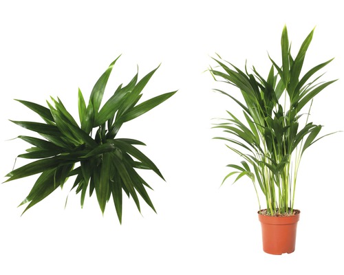 Palmier Areca plantă de apartament în ghiveci, două vederi