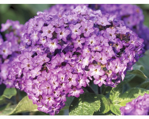 Inflorescență de heliotrop cu flori violete
