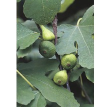 Pom fructifer Smochin FloraSelf Ficus carica H 40-60 cm Co 15 L-thumb-0
