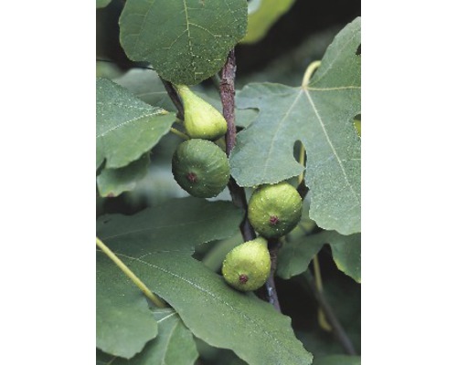 Pom fructifer Smochin FloraSelf Ficus carica H 40-60 cm Co 15 L