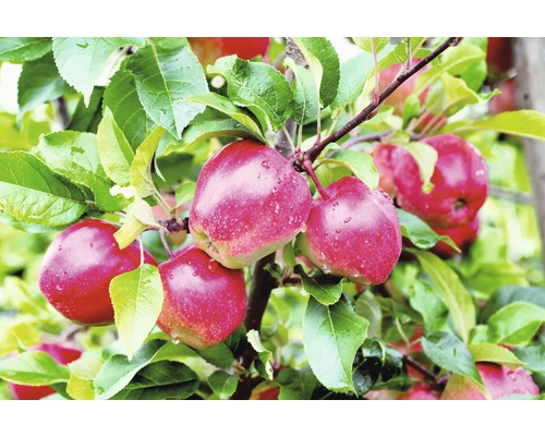 Pom fructifer măr FloraSelf Malus domestica 'Gloster' H 150-180 cm Co 6 L