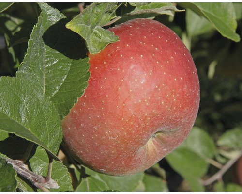 Pom fructifer măr FloraSelf Malus domestica 'Goldparmäne' H 150-180 cm Co 6 L