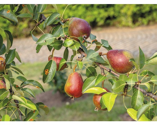 Bio Pom fructifer păr roșu FloraSelf Bio Pyrus communis 'Williams Christ' H 130-150 cm Co 7,5 L