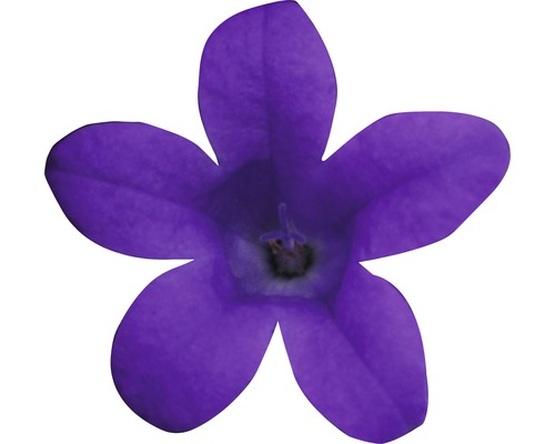 Clopoțel violet unic
