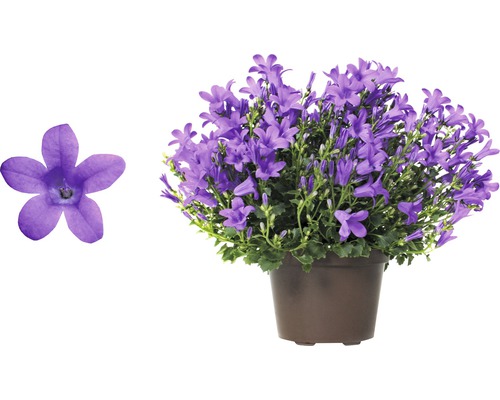 Clopoțel în ghiveci cu floare în detaliu