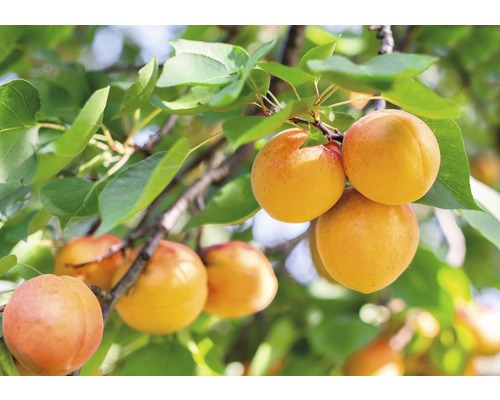 Pom fructifer caise FloraSelf Prunus armeniaca' 'Nancy' H 150-180 cm Co 6 L