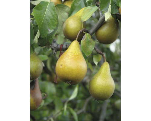 Pom fructifer păr FloraSelf Pyrus communis 'Gellerts Butterbirne' H 150-180 cm Co 6 L