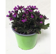 Floare la ghiveci cu flori violet