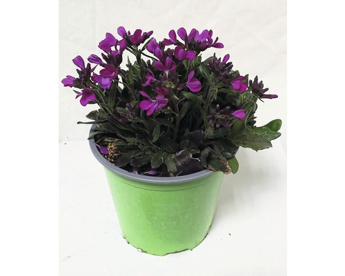 Floare la ghiveci cu flori violet