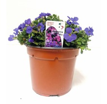 Mix Aubretia Blue Cushion în ghiveci