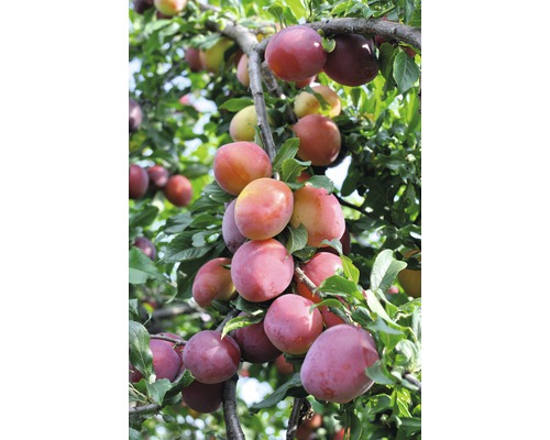 Bio Pom fructifer prun autofertil FloraSelf Bio Prunus persica 'Regina Victoria' H 100-150 cm Co 7,5 L