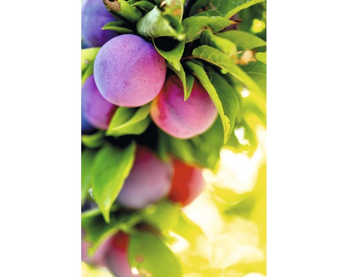 Bio Pom fructifer prun FloraSelf Bio Prunus domestica 'Graf Althans' H 100-150 cm Co 7,5 L