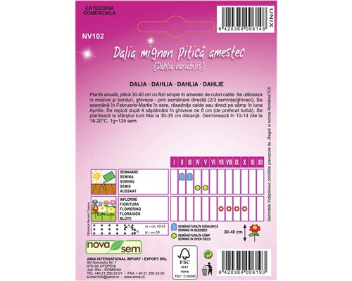 Pachet de semințe Dalia pitică mix