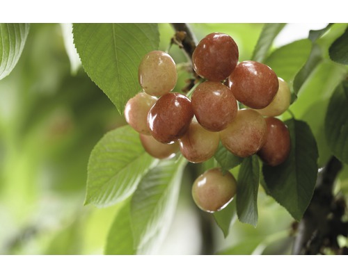 Bio Pom fructifer cireș FloraSelf Bio Prunus avium 'Büttners Rote Knorpelkirsche' H 120-140 cm Co 7,5 L