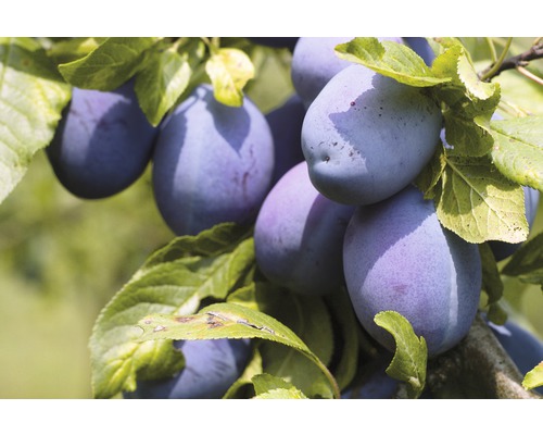 Bio Pom fructifer prun pe spalier FloraSelf Prunus domestica 'Hauszwetschge' H 80-100 cm Co 5 L
