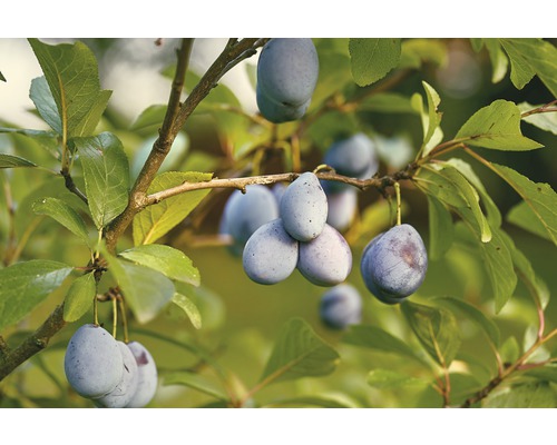 Bio Pom fructifer prun autofertil FloraSelf Bio Prunus domestica 'Wangenheims Frühe' H 100-150 cm Co 7,5 L