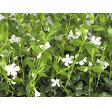 Saschiu FloraSelf Vinca minor 'Alba' H 5-7 cm ghiveci Ø 9 cm, 12 buc.