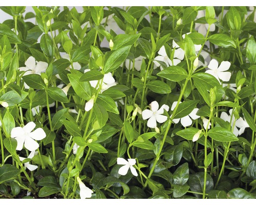 Saschiu FloraSelf Vinca minor 'Alba' H 5-7 cm ghiveci Ø 9 cm, 12 buc.