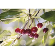 Pom fructifer cireș FloraSelf Prunus cerasus 'Safir'® H 150-180 cm Co 7,5 L-thumb-0