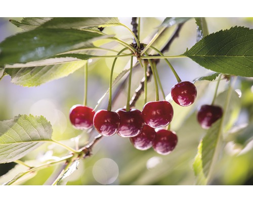 Bio Pom fructifer vișin FloraSelf Bio Prunus cerasus 'Saphir'® H 120-150 cm Co 7,5 L