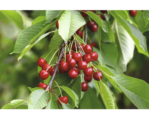 Bio Pom fructifer cireș autofertil FloraSelf Bio Prunus avium 'Sylvia' H 60-80 cm Co 5 L