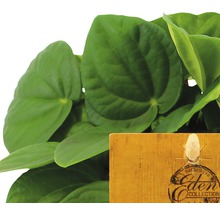 FloraSelf Peperomia albovittata 'Rana Verde' H 15-20 cm ghiveci Ø 10,5 cm