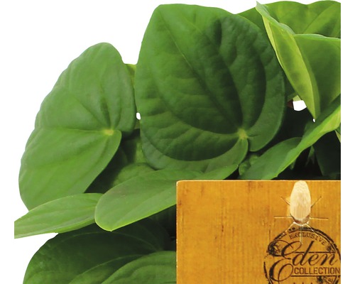 Planta de interior Peperomia cu etichetă Eden Collection