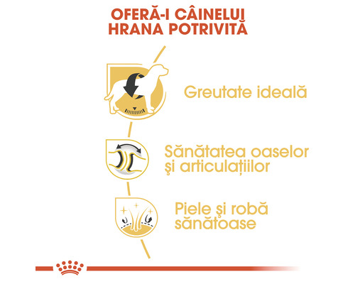 Beneficiile hranei pentru câini: greutate ideală, sănătatea oaselor și articulațiilor, piele și robă sănătoase
