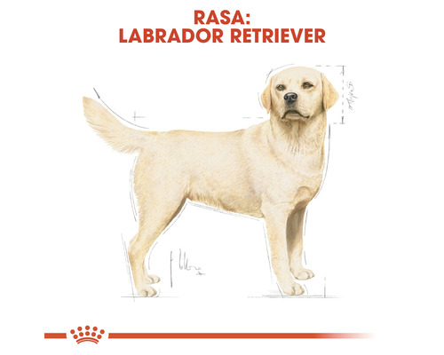 Imagine cu un Labrador Retriever