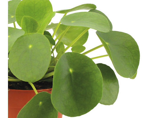 Pilea peperomioides în ghiveci