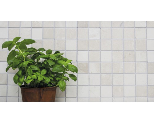 Plantă de busuioc într-un ghiveci în fața unui perete cu gresie