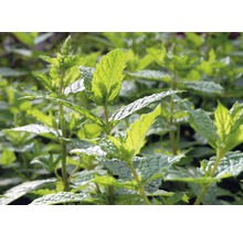 Prim-plan cu plante de mentă