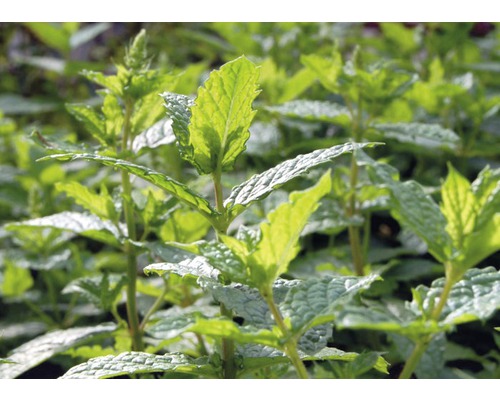 Mentă mojito FloraSelf Mentha piperita 'Mojito' ghiveci Ø 13 cm