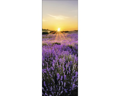 Câmp de lavandă la răsărit