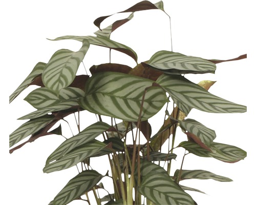 Plantă de apartament maranta cu frunze dungate