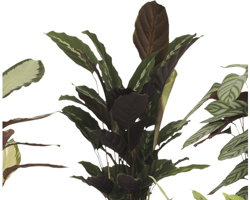 Diverse plante de interior Maranta