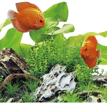 Acvariu cu pești discus, plante acvatice și pietre