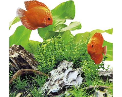 Acvariu cu pești discus, plante acvatice și pietre
