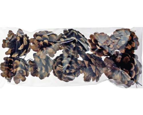 Conuri de pin în sac transparent pentru decorare