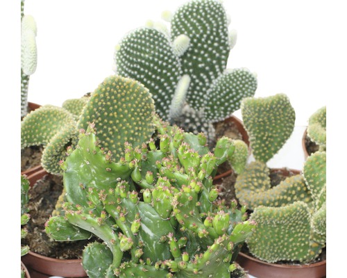 Diferite tipuri de cactuși în ghivece