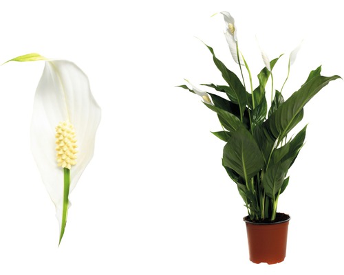 Crini de cameră la ghiveci și prim-plan al florii