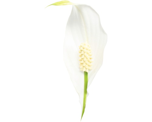 Floare Spathiphyllum
