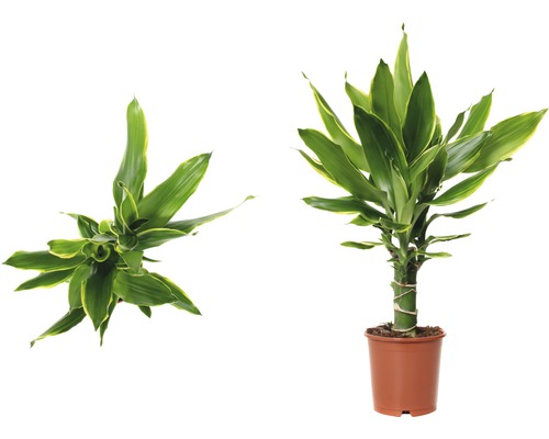 Dracaena plantă în ghiveci, plantă de interior