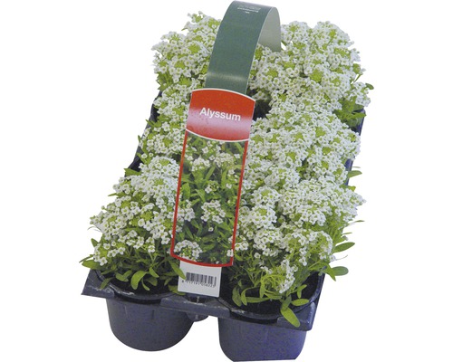 Flori Alyssum într-un ghiveci
