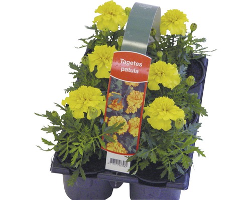 Răsaduri Tagetes Patula într-o tavă de cultivare