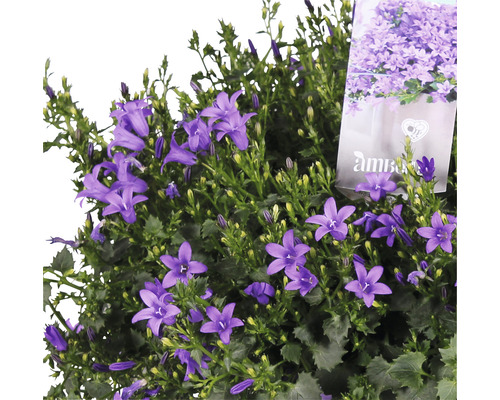 Tufă albastră de clopoței în ghiveci