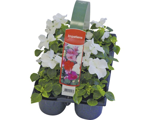 Impatiens la ghiveci