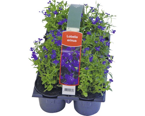 Răsaduri de Lobelia erinus în ambalaj de plastic